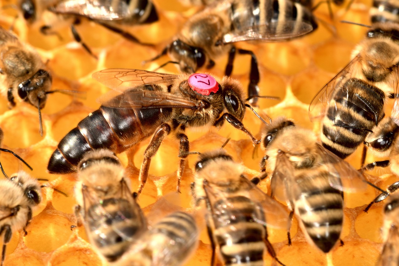 Les Reines D Abeilles Comprendre Leur R Le Crucial Dans La Colonie